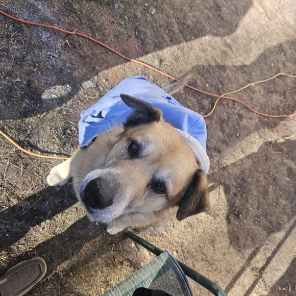 Assortment Of Large Breed Dog Coats And Pyjamas - Picture 8 of 15